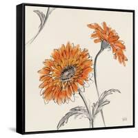 Orange Gerbera II-Chris Paschke-Framed Stretched Canvas