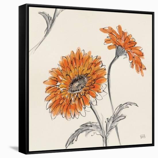 Orange Gerbera II-Chris Paschke-Framed Stretched Canvas