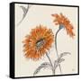 Orange Gerbera II-Chris Paschke-Framed Stretched Canvas