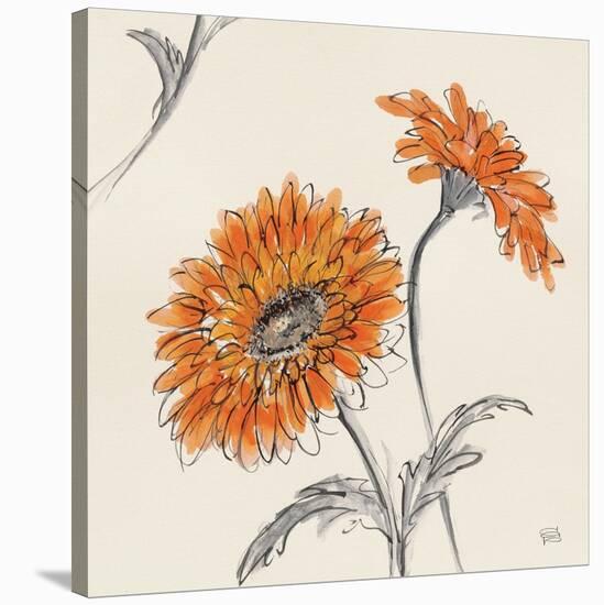 Orange Gerbera II-Chris Paschke-Stretched Canvas
