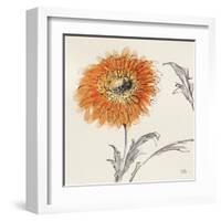 Orange Gerbera III-Chris Paschke-Framed Art Print