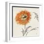 Orange Gerbera III-Chris Paschke-Framed Art Print