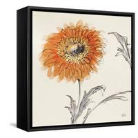 Orange Gerbera III-Chris Paschke-Framed Stretched Canvas