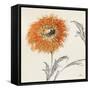 Orange Gerbera III-Chris Paschke-Framed Stretched Canvas