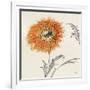 Orange Gerbera III-Chris Paschke-Framed Art Print