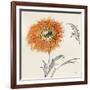 Orange Gerbera III-Chris Paschke-Framed Art Print