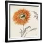 Orange Gerbera III-Chris Paschke-Framed Art Print