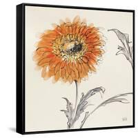 Orange Gerbera III-Chris Paschke-Framed Stretched Canvas