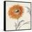 Orange Gerbera III-Chris Paschke-Framed Stretched Canvas