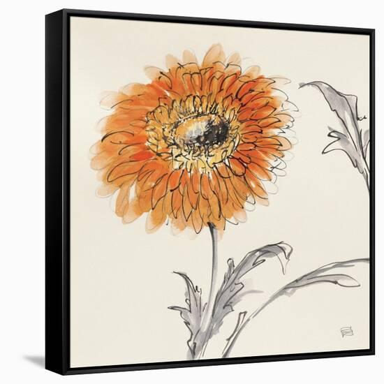 Orange Gerbera III-Chris Paschke-Framed Stretched Canvas