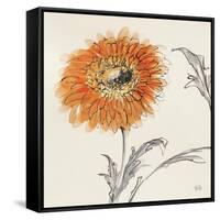 Orange Gerbera III-Chris Paschke-Framed Stretched Canvas