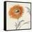 Orange Gerbera III-Chris Paschke-Framed Stretched Canvas