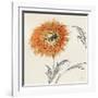 Orange Gerbera III-Chris Paschke-Framed Art Print