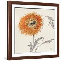 Orange Gerbera III-Chris Paschke-Framed Art Print