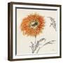 Orange Gerbera III-Chris Paschke-Framed Art Print