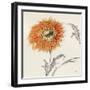 Orange Gerbera III-Chris Paschke-Framed Art Print