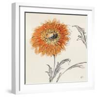 Orange Gerbera III-Chris Paschke-Framed Art Print