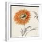 Orange Gerbera III-Chris Paschke-Framed Art Print