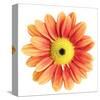 Orange Gerbera-Christine Zalewski-Stretched Canvas