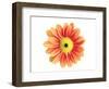 Orange Gerbera-Christine Zalewski-Framed Art Print