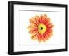 Orange Gerbera-Christine Zalewski-Framed Art Print