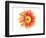 Orange Gerbera-Christine Zalewski-Framed Art Print