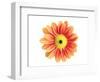 Orange Gerbera-Christine Zalewski-Framed Art Print