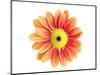 Orange Gerbera-Christine Zalewski-Mounted Art Print