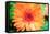 Orange Gerbera-Susan Bryant-Framed Stretched Canvas