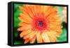 Orange Gerbera-Susan Bryant-Framed Stretched Canvas