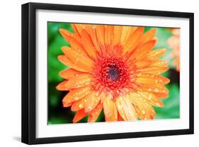 Orange Gerbera-Susan Bryant-Framed Photographic Print