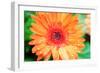 Orange Gerbera-Susan Bryant-Framed Photographic Print