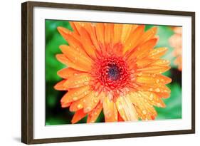 Orange Gerbera-Susan Bryant-Framed Photographic Print