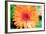 Orange Gerbera-Susan Bryant-Framed Photographic Print