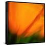 Orange Glory-Ursula Abresch-Framed Stretched Canvas