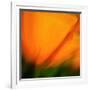 Orange Glory-Ursula Abresch-Framed Photographic Print