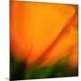 Orange Glory-Ursula Abresch-Mounted Photographic Print