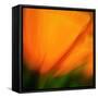 Orange Glory-Ursula Abresch-Framed Stretched Canvas
