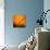 Orange Glory-Ursula Abresch-Stretched Canvas displayed on a wall