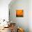 Orange Glory-Ursula Abresch-Stretched Canvas displayed on a wall