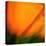 Orange Glory-Ursula Abresch-Stretched Canvas