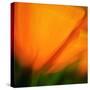 Orange Glory-Ursula Abresch-Stretched Canvas