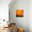 Orange Glory-Ursula Abresch-Photographic Print displayed on a wall