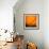 Orange Glory-Ursula Abresch-Framed Photographic Print displayed on a wall