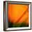 Orange Glory-Ursula Abresch-Framed Photographic Print