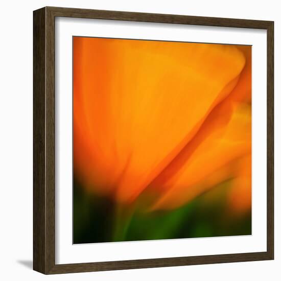 Orange Glory-Ursula Abresch-Framed Photographic Print