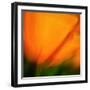 Orange Glory-Ursula Abresch-Framed Photographic Print