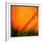 Orange Glory-Ursula Abresch-Framed Photographic Print