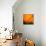 Orange Glory-Ursula Abresch-Mounted Photographic Print displayed on a wall