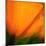 Orange Glory-Ursula Abresch-Mounted Photographic Print